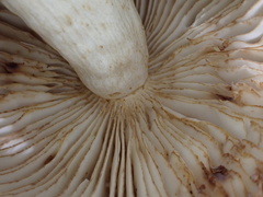 Russula senecis