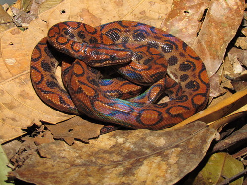 Rainbow Boa observed near Porto Velho - RO, Brasil, (c) Marco Aurelio de Sena, some rights reserved (CC BY-NC)