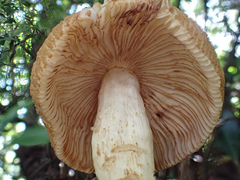 Russula senecis