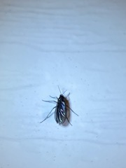 Sciara hemerobioides