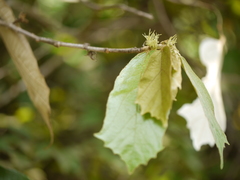 Pterospermum xylocarpum