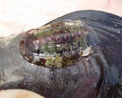 Onithochiton literatus