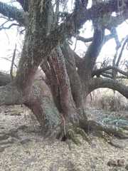 Sideroxylon obtusifolium