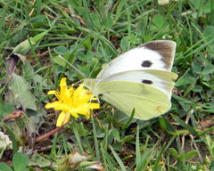 Pieris brassicae nepalensis