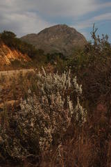 Erica glomiflora glomiflora