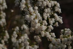 Erica glomiflora glomiflora