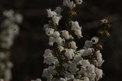 Erica glomiflora glomiflora