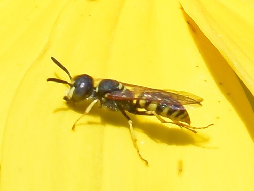 European beewolf, Groesbeek, Nederland, photo 10 of 10