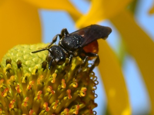 White-lipped Blood Bee, Groesbeek, Nederland, photo 9 of 10