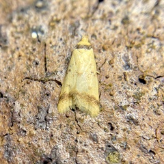 Heteroteucha anthodora