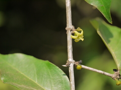 Canthium angustifolium