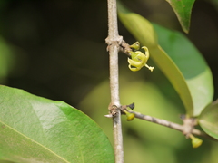 Canthium angustifolium