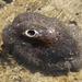 Mantled Keyhole Limpet - Photo (c) Brian du Preez, some rights reserved (CC BY-SA), uploaded by Brian du Preez