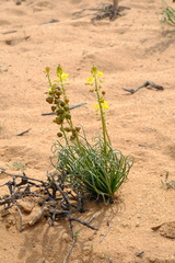 Bulbine namaensis