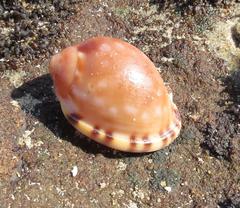 Semicassis zeylanica