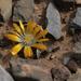 Lithops comptonii - Photo (c) _3foxes, some rights reserved (CC BY-NC), uploaded by _3foxes