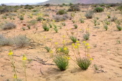 Bulbine namaensis