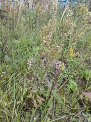 Solidago virgaurea taurica