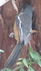 Laniarius ferrugineus ferrugineus