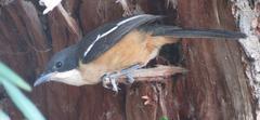 Laniarius ferrugineus ferrugineus
