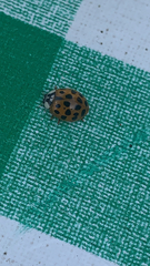 Harmonia axyridis
