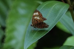 Laxita thuisto