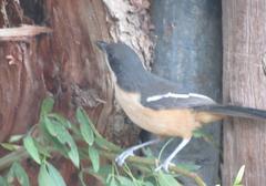 Laniarius ferrugineus ferrugineus