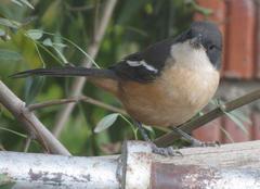 Laniarius ferrugineus ferrugineus