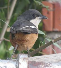 Laniarius ferrugineus ferrugineus