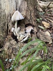 Coprinopsis atramentaria