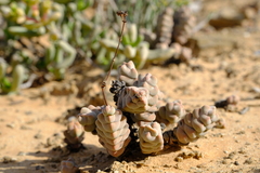 Crassula plegmatoides