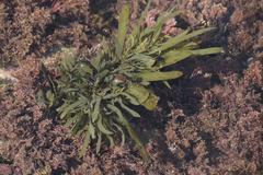 Sargassum incisifolium