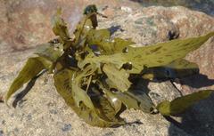 Sargassum incisifolium