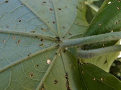 Hibiscus tiliaceus tiliaceus