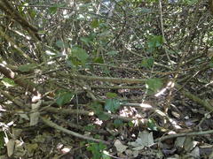 Hibiscus tiliaceus tiliaceus