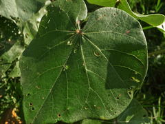 Hibiscus tiliaceus tiliaceus