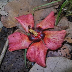 Hibiscus tiliaceus tiliaceus