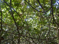 Hibiscus tiliaceus tiliaceus