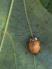 Harmonia axyridis