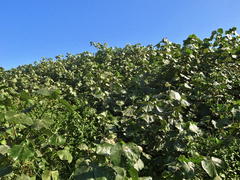 Hibiscus tiliaceus tiliaceus