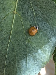 Harmonia axyridis