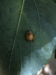 Harmonia axyridis