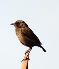 Ant-Eating Chat photo 5