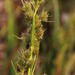 Vlei Sedge - Photo (c) Tony Rebelo, some rights reserved (CC BY-SA), uploaded by Tony Rebelo
