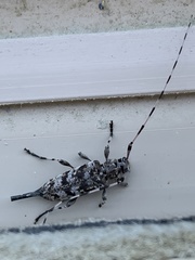 Acanthocinus obsoletus