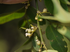 Dalbergia rubiginosa