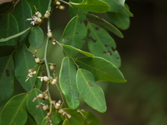 Dalbergia rubiginosa