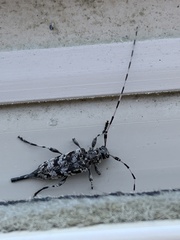 Acanthocinus obsoletus