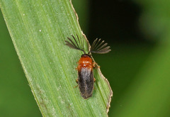 Ototretinae