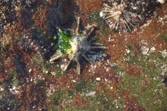 Scutellastra longicosta